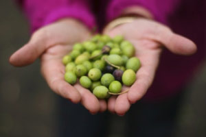 aceitunas-home.jpg